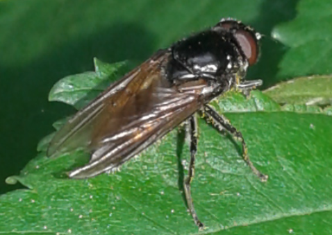 Syrphidae : Cheilosia sp. 2?